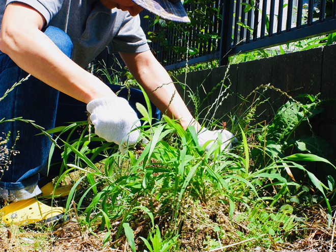 空き家の雑草を手作業で取り除く女性