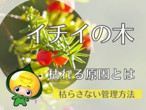 イチイの木が枯れる原因とは｜枯らさない管理方法