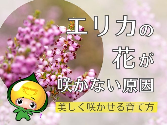 エリカの花が咲かない原因・美しく咲かせる育て方