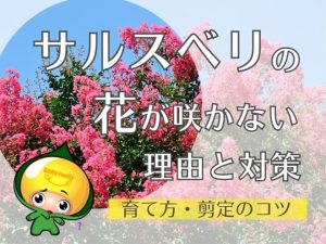 サルスベリの花が咲かない理由と対策（育て方・剪定のコツ）