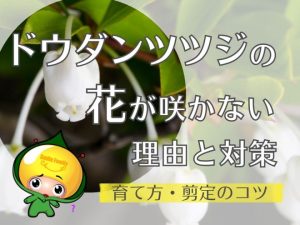 ドウダンツツジの花が咲かない理由と対策（育て方・剪定のコツ）