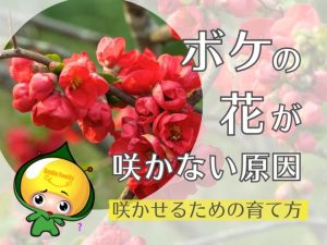 ボケの花が咲かない原因・咲かせるための育て方