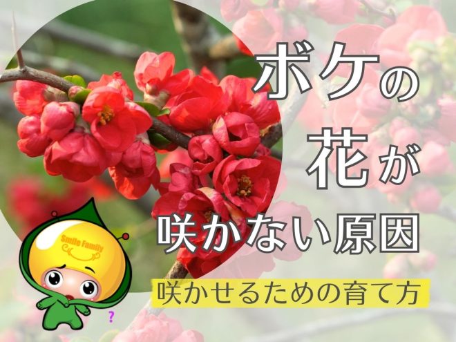 ボケの花が咲かない原因・咲かせるための育て方