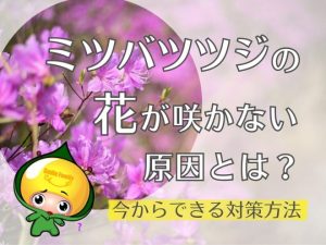 ミツバツツジの花が咲かない原因とは？（今からできる対策方法）