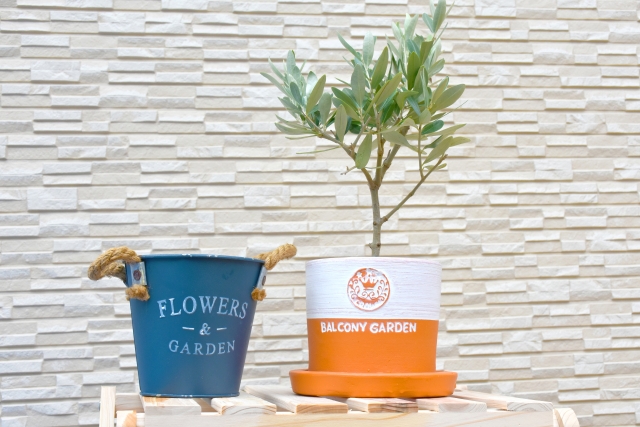 白い壁とバケツと鉢植えのオリーブの木