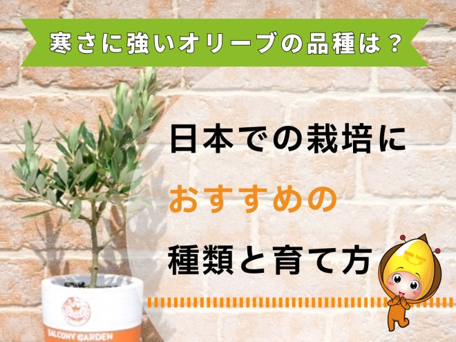 記事タイトル「寒さに強いオリーブの品種は？ 日本での栽培におすすめの種類と育て方」