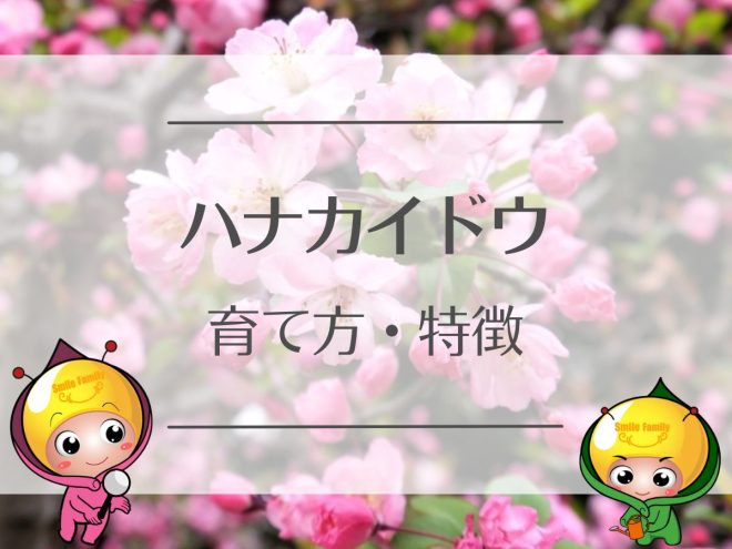 ハナカイドウの育て方・特徴