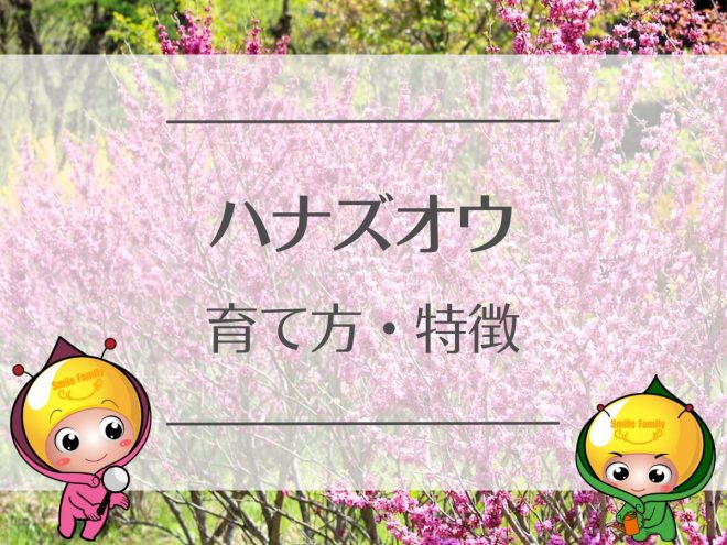 ハナズオウの育て方・特徴