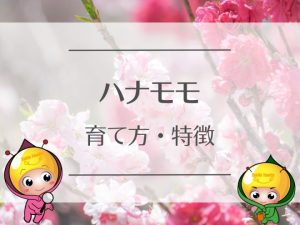 ハナモモの育て方・特徴