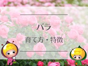 バラの育て方・特徴
