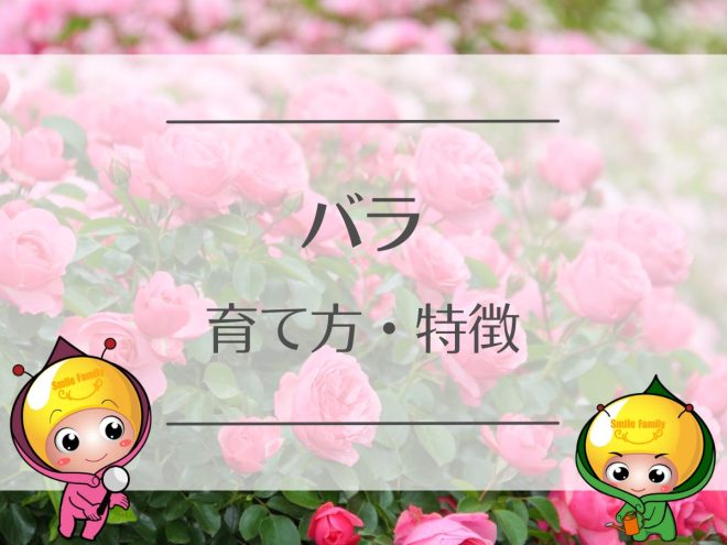 バラの育て方・特徴
