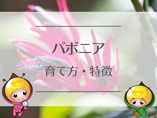 パボニアの育て方・特徴