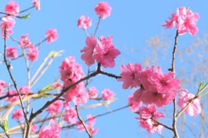 ハナモモ