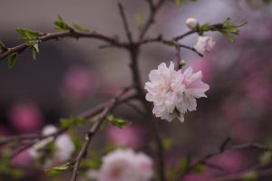 ハナモモ