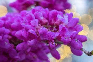 ハナズオウの花
