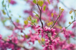 ハナズオウの花