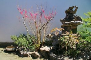庭に植えられたハナズオウ