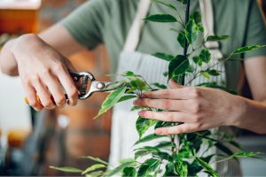 植物の剪定をする人