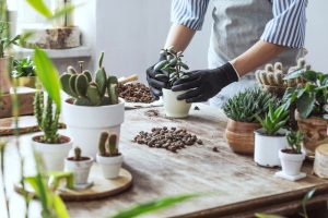 植物の植え替えをする人
