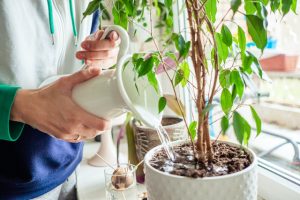 観葉植物の水やりをする人