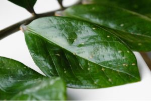 病害虫の被害を受けた葉