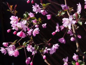 ハナカイドウの花