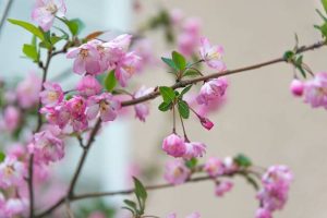 ハナカイドウの花と枝