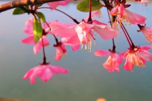 下向きに咲くハナカイドウ