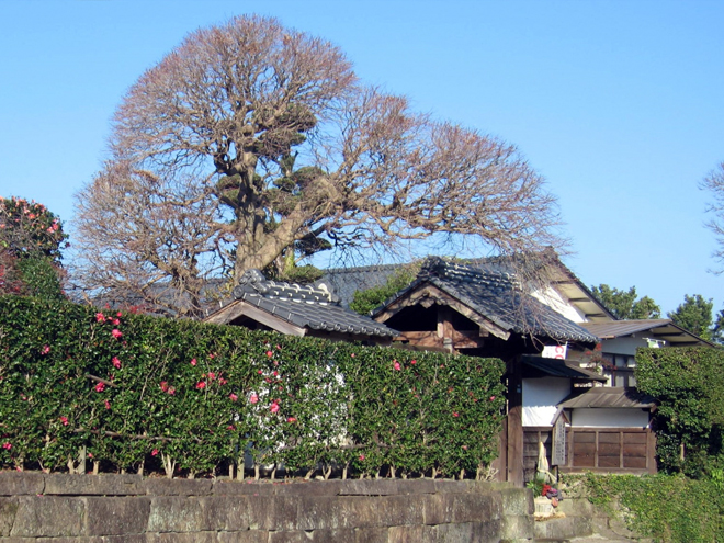 鹿児島県の武家屋敷の庭園