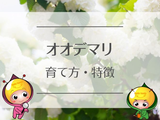 オオデマリの育て方・特徴