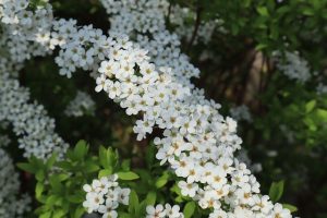 コデマリに似た花（ユキヤナギ）