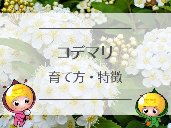 コデマリの育て方・特徴