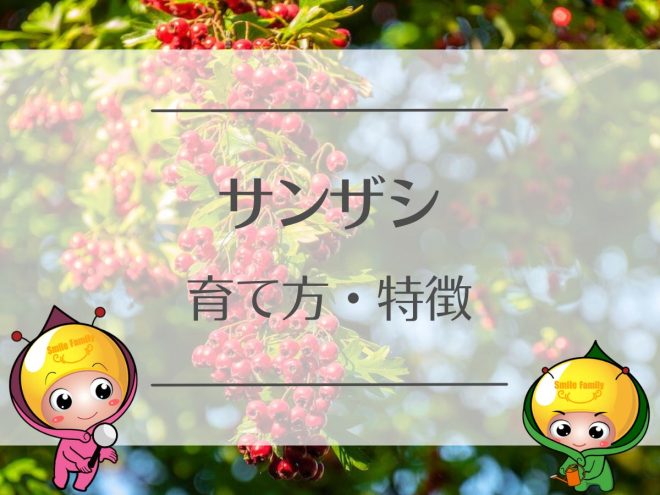 サンザシの育て方・特徴