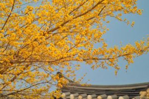 サンシュユに似た花