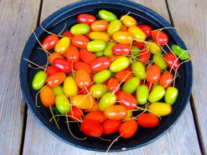 サンシュユの実