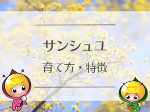 サンシュユの育て方と特徴