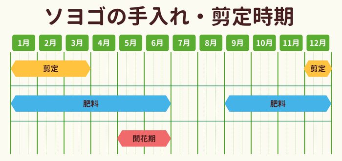 ソヨゴの剪定時期・お手入れカレンダー