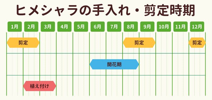 ヒメシャラの剪定時期・お手入れカレンダー
