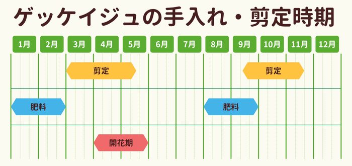 ゲッケイジュ(月桂樹)の剪定時期・お手入れカレンダー