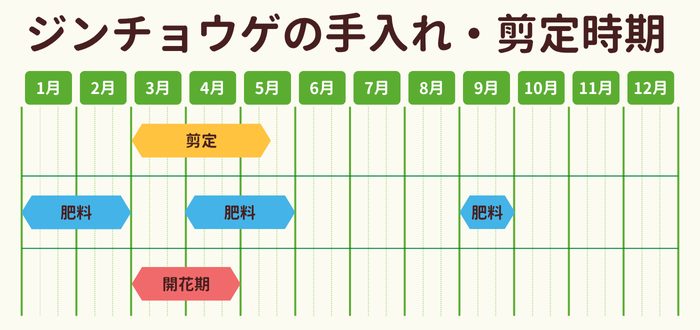 ジンチョウゲ（沈丁花）の剪定時期・お手入れカレンダー