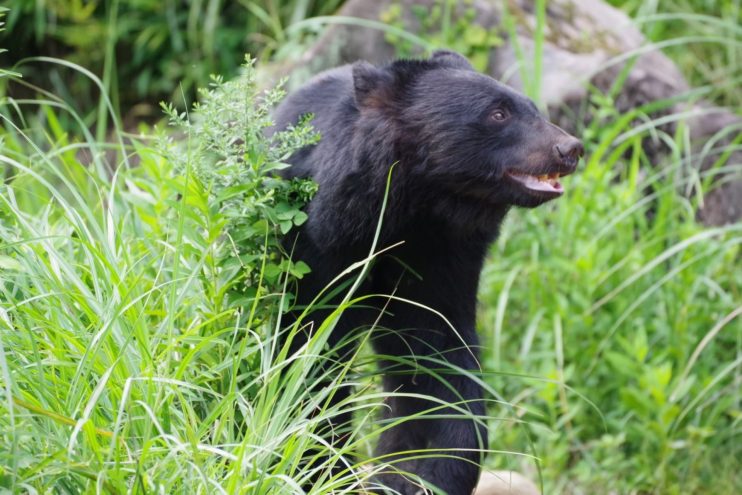 草むらの中の熊