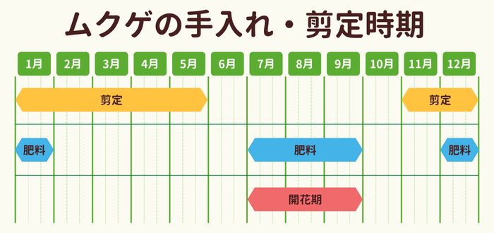 ムクゲの剪定時期・お手入れカレンダー