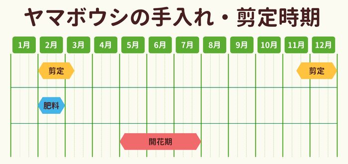 ヤマボウシの剪定時期・お手入れカレンダー