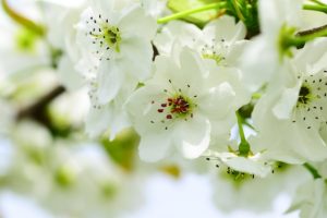 ナシの花