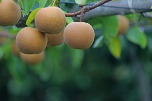 木に実ったナシ