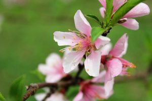 ピンクのネクタリンの花