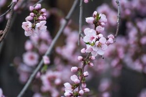 ネクタリンの花