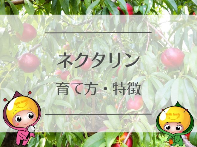 ネクタリンの育て方と特徴