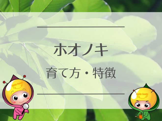 ホオノキの育て方と特徴