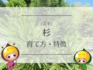 杉（スギ）の育て方と特徴